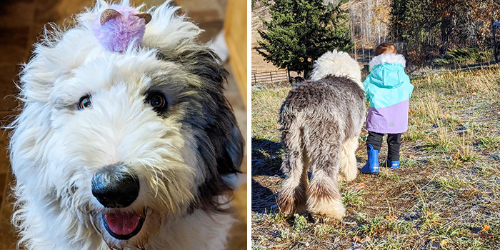 30 Of The Most Wholesome Responses To The ‘Didn’t Want A Dog’ Challenge 30 Of The Most Wholesome Responses To The ‘Didn’t Want A Dog’ Challenge