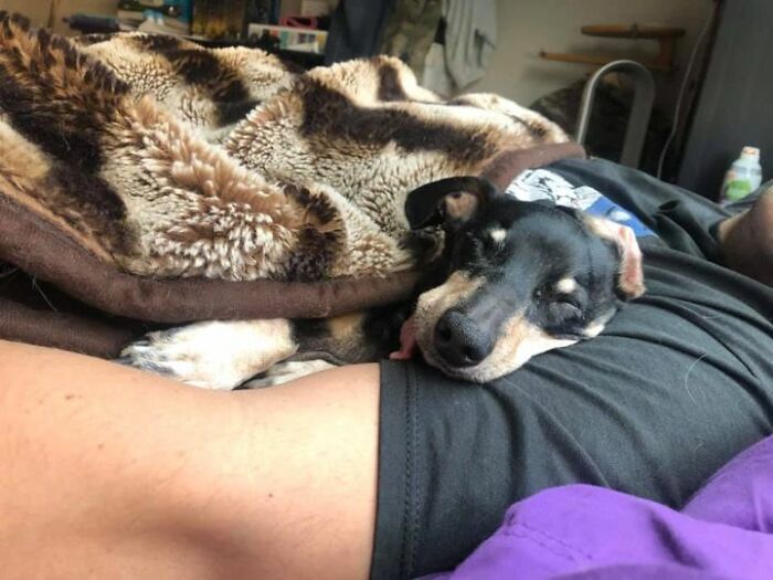 30 Of The Most Wholesome Responses To The ‘Didn’t Want A Dog’ Challenge 30 Of The Most Wholesome Responses To The ‘Didn’t Want A Dog’ Challenge