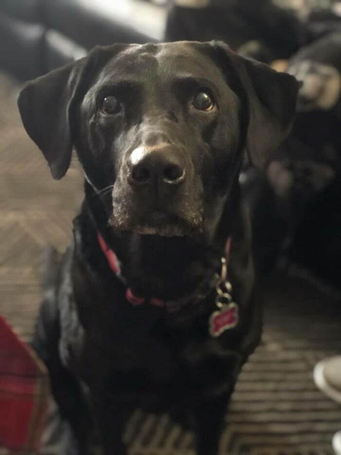 30 Of The Most Wholesome Responses To The ‘Didn’t Want A Dog’ Challenge 30 Of The Most Wholesome Responses To The ‘Didn’t Want A Dog’ Challenge