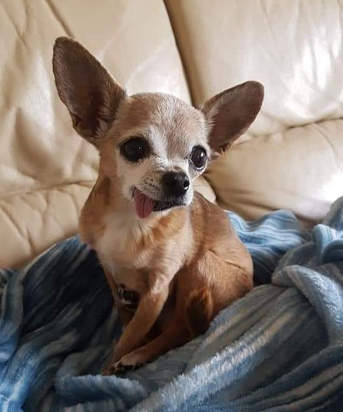 30 Of The Most Wholesome Responses To The ‘Didn’t Want A Dog’ Challenge 30 Of The Most Wholesome Responses To The ‘Didn’t Want A Dog’ Challenge