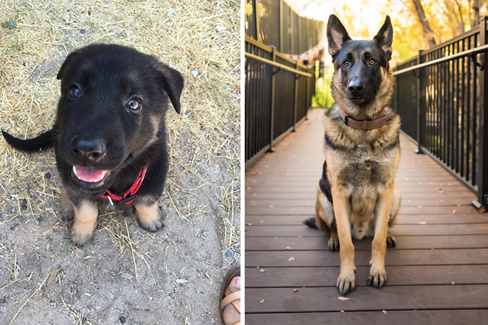 30 Of The Most Wholesome Responses To The ‘Didn’t Want A Dog’ Challenge 30 Of The Most Wholesome Responses To The ‘Didn’t Want A Dog’ Challenge