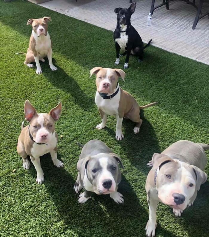 30 Of The Most Wholesome Responses To The ‘Didn’t Want A Dog’ Challenge 30 Of The Most Wholesome Responses To The ‘Didn’t Want A Dog’ Challenge