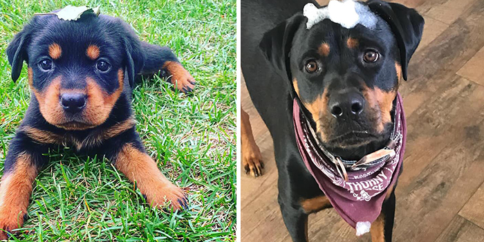 30 Of The Most Wholesome Responses To The ‘Didn’t Want A Dog’ Challenge 30 Of The Most Wholesome Responses To The ‘Didn’t Want A Dog’ Challenge