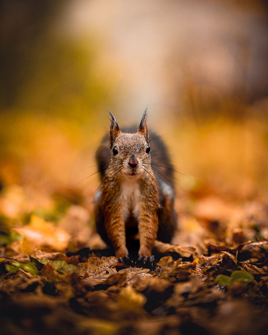 I Spent Two Years Photographing Squirrels In The Finnish Wilderness And Their Expressions Are Adorable (38 Pics) I Spent Two Years Photographing Squirrels In The Finnish Wilderness And Their Expressions Are Adorable (38 Pics)