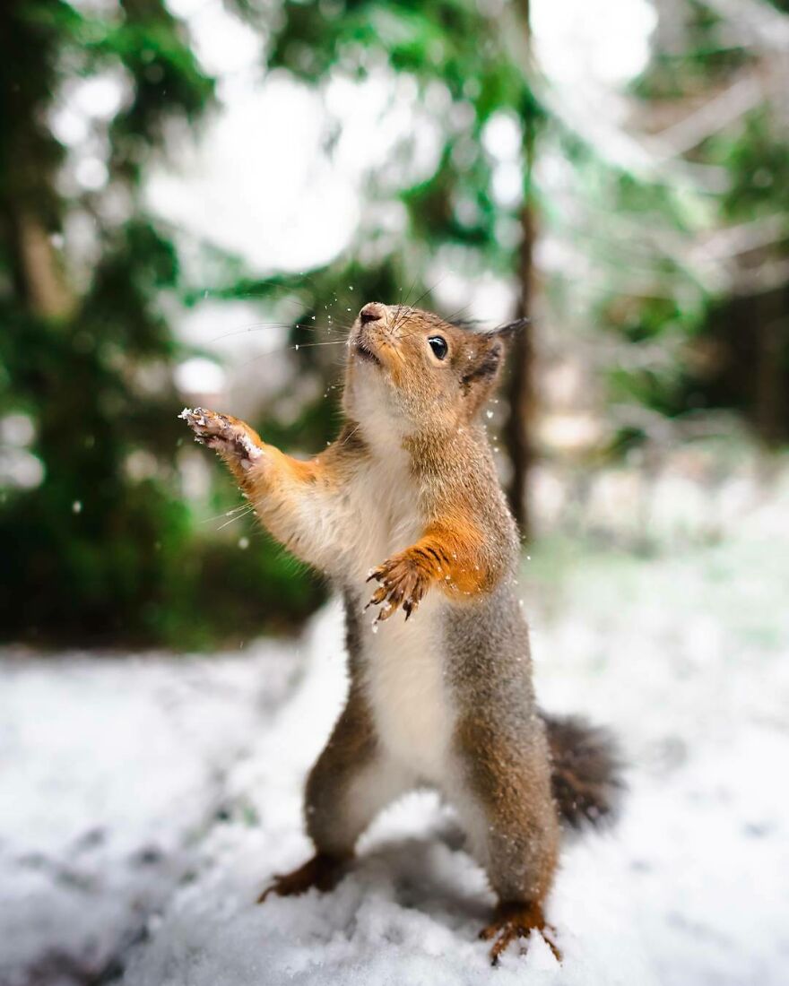 I Spent Two Years Photographing Squirrels In The Finnish Wilderness And Their Expressions Are Adorable (38 Pics) I Spent Two Years Photographing Squirrels In The Finnish Wilderness And Their Expressions Are Adorable (38 Pics)