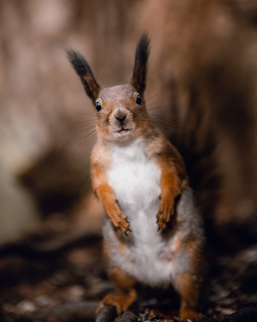 I Spent Two Years Photographing Squirrels In The Finnish Wilderness And Their Expressions Are Adorable (38 Pics) I Spent Two Years Photographing Squirrels In The Finnish Wilderness And Their Expressions Are Adorable (38 Pics)