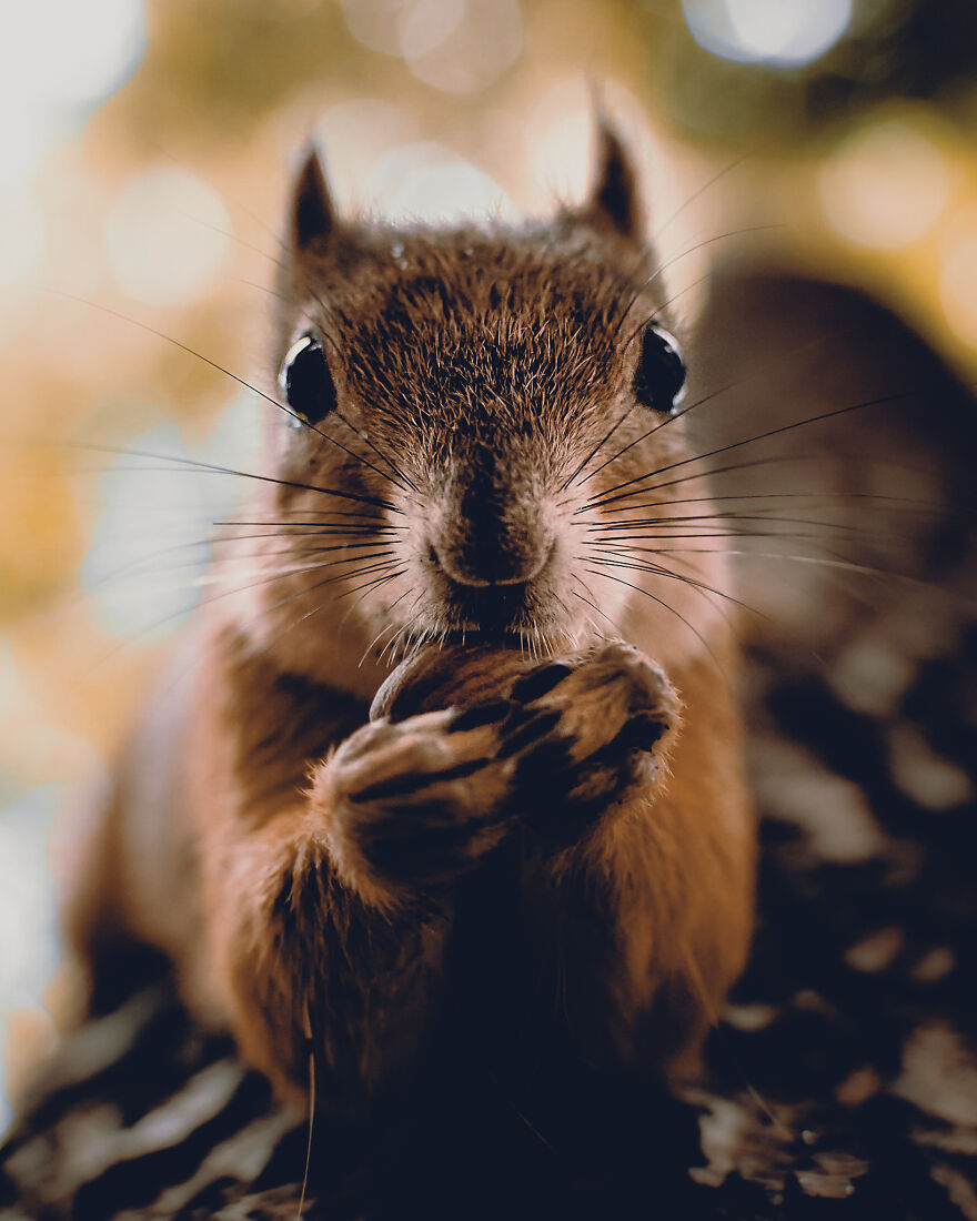 I Spent Two Years Photographing Squirrels In The Finnish Wilderness And Their Expressions Are Adorable (38 Pics) I Spent Two Years Photographing Squirrels In The Finnish Wilderness And Their Expressions Are Adorable (38 Pics)