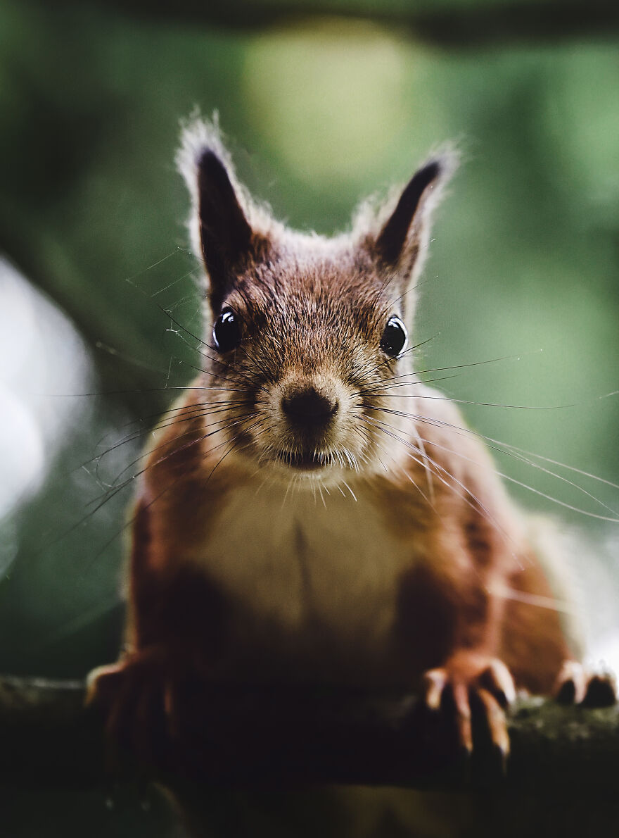I Spent Two Years Photographing Squirrels In The Finnish Wilderness And Their Expressions Are Adorable (38 Pics) I Spent Two Years Photographing Squirrels In The Finnish Wilderness And Their Expressions Are Adorable (38 Pics)