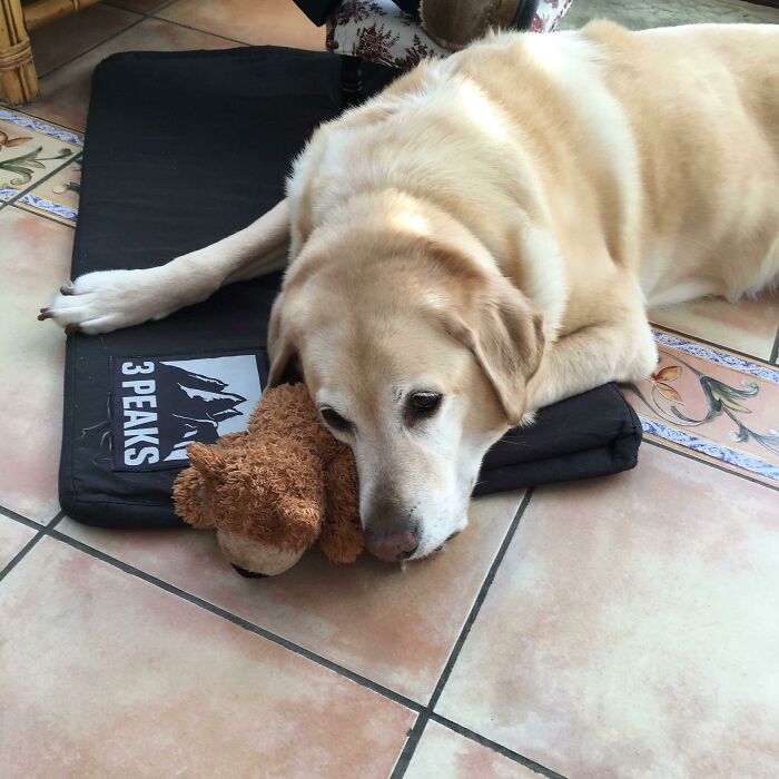 People Are Sharing Pictures Of Their Pets Refusing To Part With Their Favorite Toys, And They’re Too Pure (40 Pics) People Are Sharing Pictures Of Their Pets Refusing To Part With Their Favorite Toys, And They’re Too Pure (40 Pics)