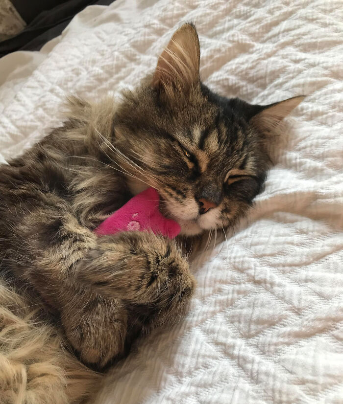 People Are Sharing Pictures Of Their Pets Refusing To Part With Their Favorite Toys, And They’re Too Pure (40 Pics) People Are Sharing Pictures Of Their Pets Refusing To Part With Their Favorite Toys, And They’re Too Pure (40 Pics)
