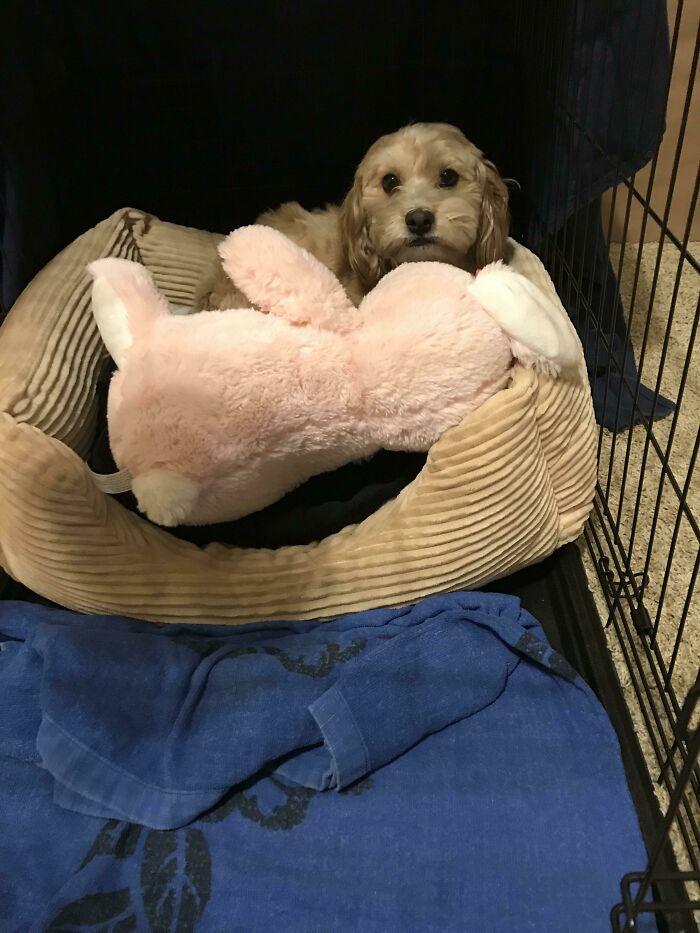 People Are Sharing Pictures Of Their Pets Refusing To Part With Their Favorite Toys, And They’re Too Pure (40 Pics) People Are Sharing Pictures Of Their Pets Refusing To Part With Their Favorite Toys, And They’re Too Pure (40 Pics)