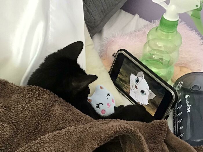 People Are Sharing Pictures Of Their Pets Refusing To Part With Their Favorite Toys, And They’re Too Pure (40 Pics) People Are Sharing Pictures Of Their Pets Refusing To Part With Their Favorite Toys, And They’re Too Pure (40 Pics)