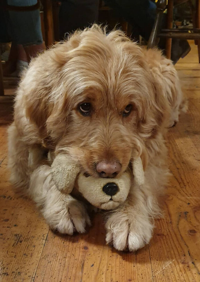 People Are Sharing Pictures Of Their Pets Refusing To Part With Their Favorite Toys, And They’re Too Pure (40 Pics) People Are Sharing Pictures Of Their Pets Refusing To Part With Their Favorite Toys, And They’re Too Pure (40 Pics)