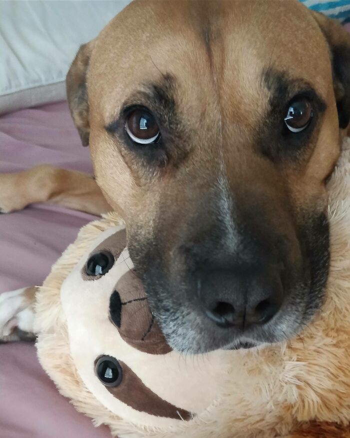 People Are Sharing Pictures Of Their Pets Refusing To Part With Their Favorite Toys, And They’re Too Pure (40 Pics) People Are Sharing Pictures Of Their Pets Refusing To Part With Their Favorite Toys, And They’re Too Pure (40 Pics)