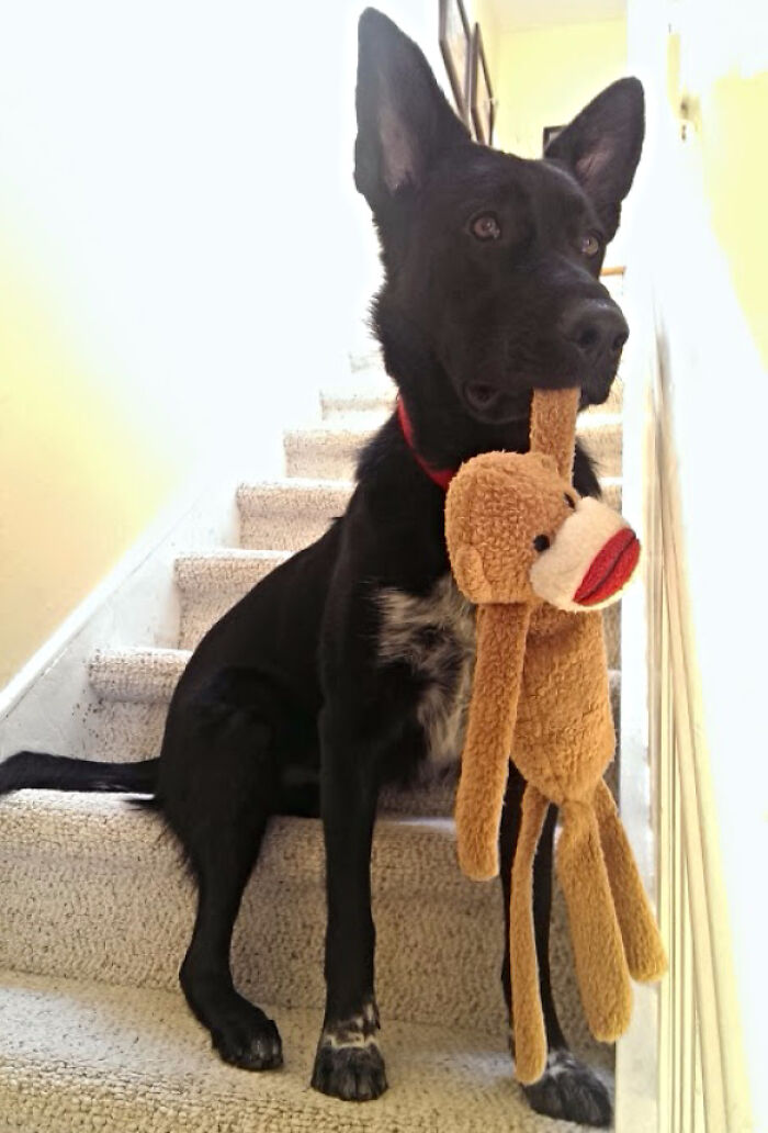 People Are Sharing Pictures Of Their Pets Refusing To Part With Their Favorite Toys, And They’re Too Pure (40 Pics) People Are Sharing Pictures Of Their Pets Refusing To Part With Their Favorite Toys, And They’re Too Pure (40 Pics)