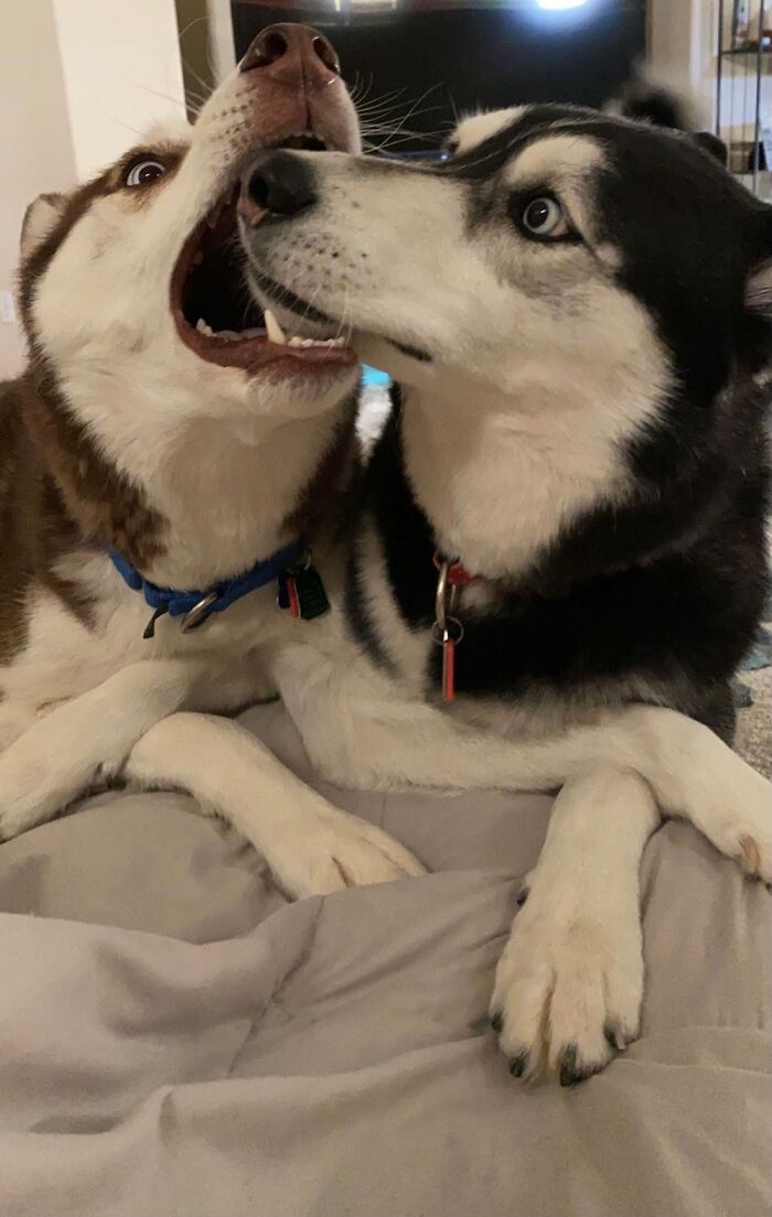 Hey Pandas, Share A Photo You Took That Makes You Laugh Every Time You See It (Closed) Hey Pandas, Share A Photo You Took That Makes You Laugh Every Time You See It (Closed)