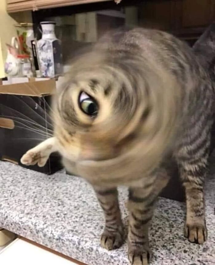 30 Of The Funniest Cat Pics That Owners Uploaded For The Unflattering Cat Photo Challenge (New Pics) 30 Of The Funniest Cat Pics That Owners Uploaded For The Unflattering Cat Photo Challenge (New Pics)