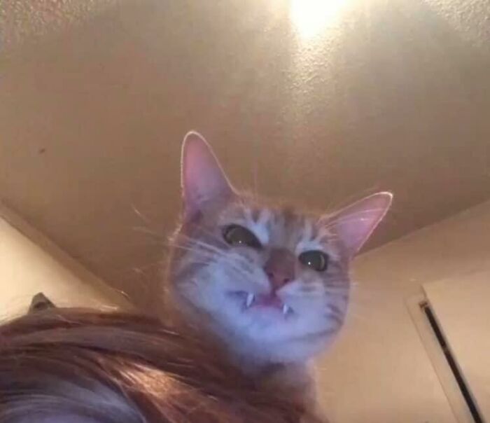 30 Of The Funniest Cat Pics That Owners Uploaded For The Unflattering Cat Photo Challenge (New Pics) 30 Of The Funniest Cat Pics That Owners Uploaded For The Unflattering Cat Photo Challenge (New Pics)