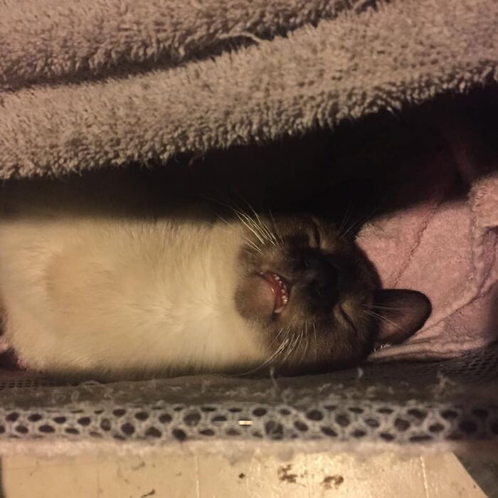 30 Of The Funniest Cat Pics That Owners Uploaded For The Unflattering Cat Photo Challenge (New Pics) 30 Of The Funniest Cat Pics That Owners Uploaded For The Unflattering Cat Photo Challenge (New Pics)