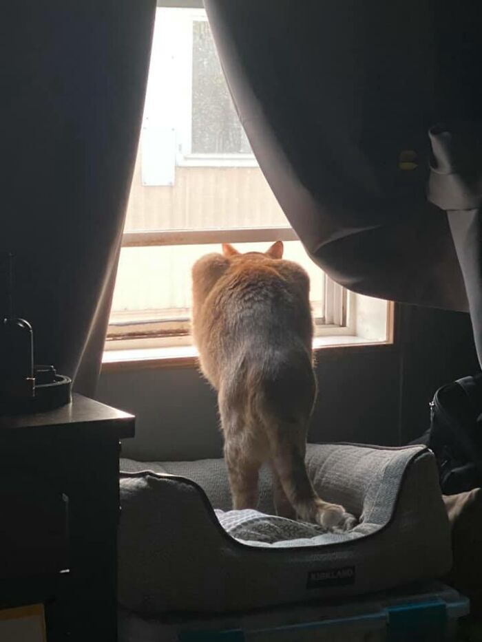 30 Of The Funniest Cat Pics That Owners Uploaded For The Unflattering Cat Photo Challenge (New Pics) 30 Of The Funniest Cat Pics That Owners Uploaded For The Unflattering Cat Photo Challenge (New Pics)