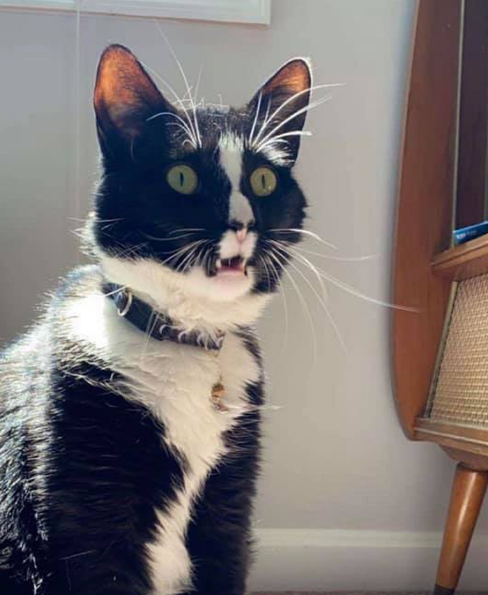 30 Of The Funniest Cat Pics That Owners Uploaded For The Unflattering Cat Photo Challenge (New Pics) 30 Of The Funniest Cat Pics That Owners Uploaded For The Unflattering Cat Photo Challenge (New Pics)