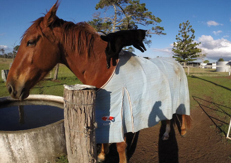 My Cat And Horse Have Been Best Friends For The Last 7 Years, Here Are 22 Pics Of Them My Cat And Horse Have Been Best Friends For The Last 7 Years, Here Are 22 Pics Of Them