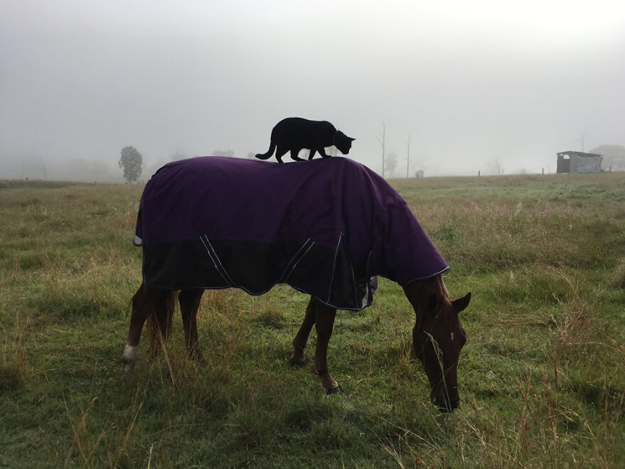 My Cat And Horse Have Been Best Friends For The Last 7 Years, Here Are 22 Pics Of Them My Cat And Horse Have Been Best Friends For The Last 7 Years, Here Are 22 Pics Of Them
