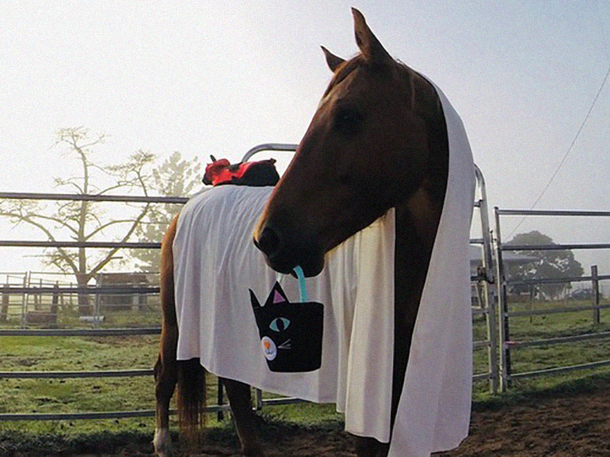 My Cat And Horse Have Been Best Friends For The Last 7 Years, Here Are 22 Pics Of Them My Cat And Horse Have Been Best Friends For The Last 7 Years, Here Are 22 Pics Of Them