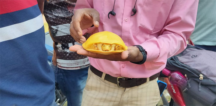 Extremely Rare Albino Turtle Was Found In India And It Looks Like A Slice Of Melted Cheese Extremely Rare Albino Turtle Was Found In India And It Looks Like A Slice Of Melted Cheese