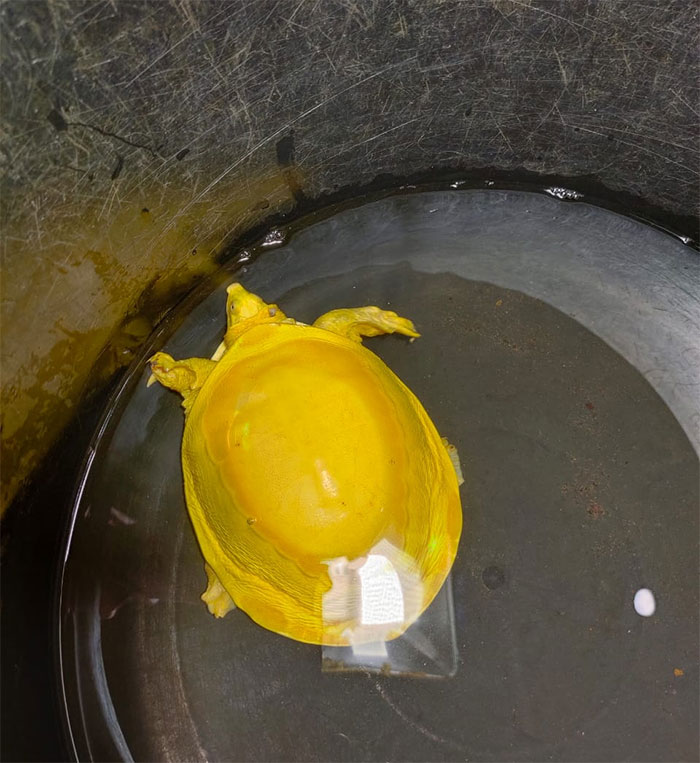 Extremely Rare Albino Turtle Was Found In India And It Looks Like A Slice Of Melted Cheese Extremely Rare Albino Turtle Was Found In India And It Looks Like A Slice Of Melted Cheese