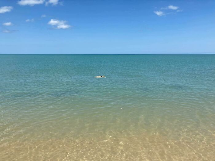 Sea Turtle Named Lou Learns To Swim Again After Losing Two Flippers In Fishing Nets