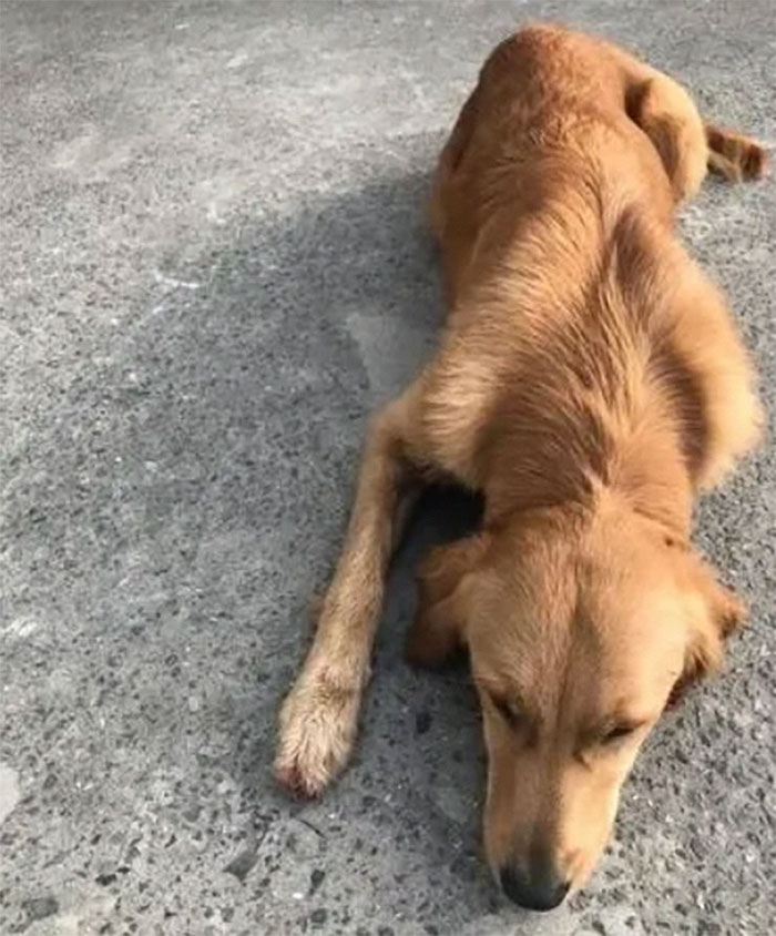 Golden Retriever Walks Over 62 Miles Over 2 Weeks To Find Her Owners Golden Retriever Walks Over 62 Miles Over 2 Weeks To Find Her Owners