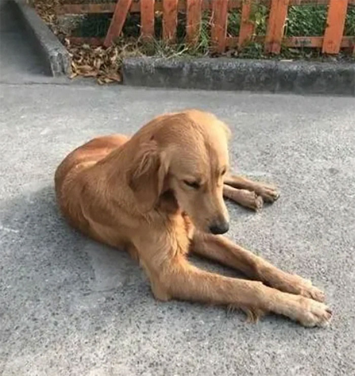 Golden Retriever Walks Over 62 Miles Over 2 Weeks To Find Her Owners Golden Retriever Walks Over 62 Miles Over 2 Weeks To Find Her Owners