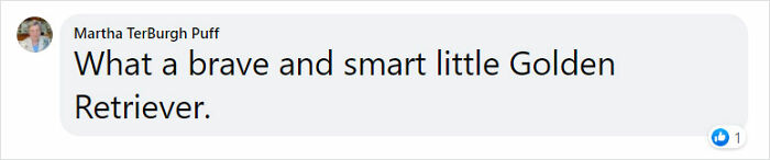 Golden Retriever Walks Over 62 Miles Over 2 Weeks To Find Her Owners Golden Retriever Walks Over 62 Miles Over 2 Weeks To Find Her Owners