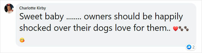 Golden Retriever Walks Over 62 Miles Over 2 Weeks To Find Her Owners Golden Retriever Walks Over 62 Miles Over 2 Weeks To Find Her Owners