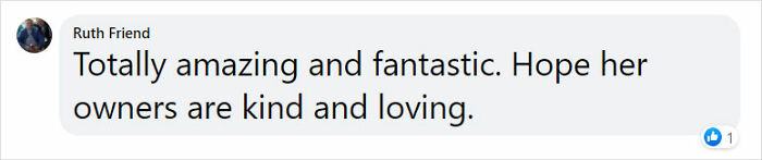 Golden Retriever Walks Over 62 Miles Over 2 Weeks To Find Her Owners Golden Retriever Walks Over 62 Miles Over 2 Weeks To Find Her Owners