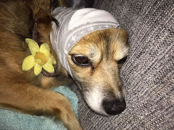 Here&#8217;s A Quick Life Hack To Calm Stressed Pets During Fireworks Using Just A Pair Of Socks