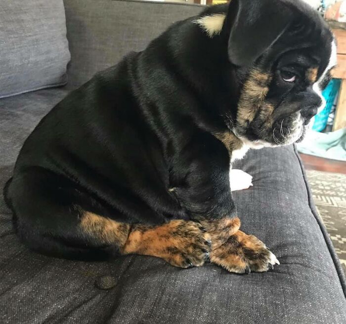 People Are Sharing Pics Of Their Dogs Giving The Most Disapproving Looks For The #DisapprovingDogChallenge, And It’s Hilarious (30 Pics) People Are Sharing Pics Of Their Dogs Giving The Most Disapproving Looks For The #DisapprovingDogChallenge, And It’s Hilarious (30 Pics)