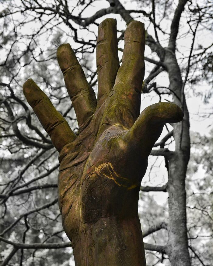 Storm-Damaged Tree In Wales Gets Transformed Into A 50 Ft Hand Worth $16,000 Storm-Damaged Tree In Wales Gets Transformed Into A 50 Ft Hand Worth $16,000