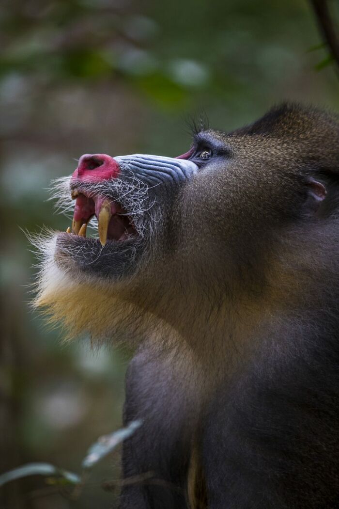 30 Wildlife Photos With A Near-Death Story Behind Them As Told By Photographer Couple Uri And Helle Løvevild Golman 30 Wildlife Photos With A Near-Death Story Behind Them As Told By Photographer Couple Uri And Helle Løvevild Golman