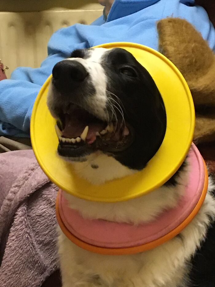 Hey Pandas, What Is Your Pet’s Weirdest Or Cutest Habit? (Closed) Hey Pandas, What Is Your Pet’s Weirdest Or Cutest Habit? (Closed)