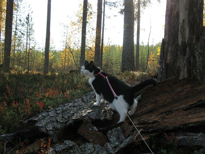 Hey Pandas, What Is Your Pet’s Weirdest Or Cutest Habit? (Closed) Hey Pandas, What Is Your Pet’s Weirdest Or Cutest Habit? (Closed)