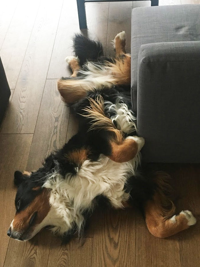 Hey Pandas, What Is Your Pet’s Weirdest Or Cutest Habit? (Closed) Hey Pandas, What Is Your Pet’s Weirdest Or Cutest Habit? (Closed)