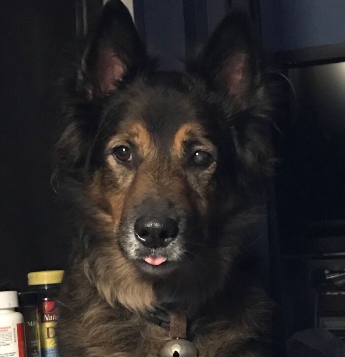 Hey Pandas, What Is Your Pet’s Weirdest Or Cutest Habit? (Closed) Hey Pandas, What Is Your Pet’s Weirdest Or Cutest Habit? (Closed)