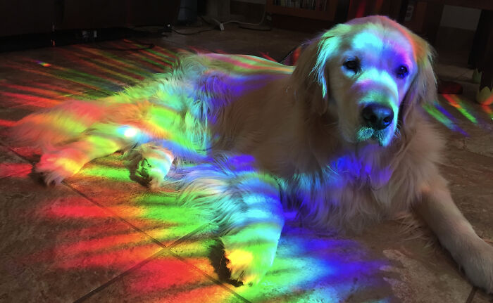 Hey Pandas, What Is Your Pet’s Weirdest Or Cutest Habit? (Closed) Hey Pandas, What Is Your Pet’s Weirdest Or Cutest Habit? (Closed)