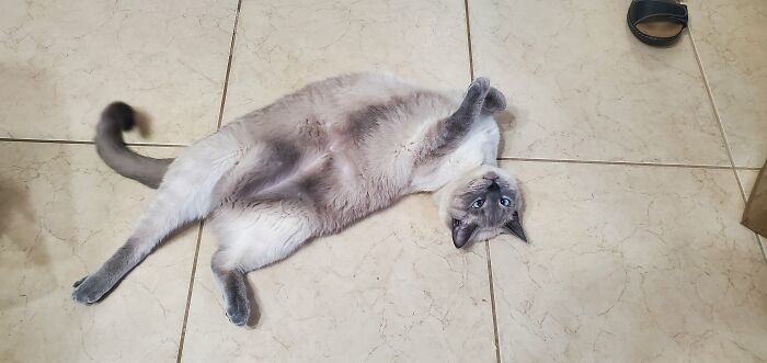 Hey Pandas, What Is Your Pet’s Weirdest Or Cutest Habit? (Closed) Hey Pandas, What Is Your Pet’s Weirdest Or Cutest Habit? (Closed)