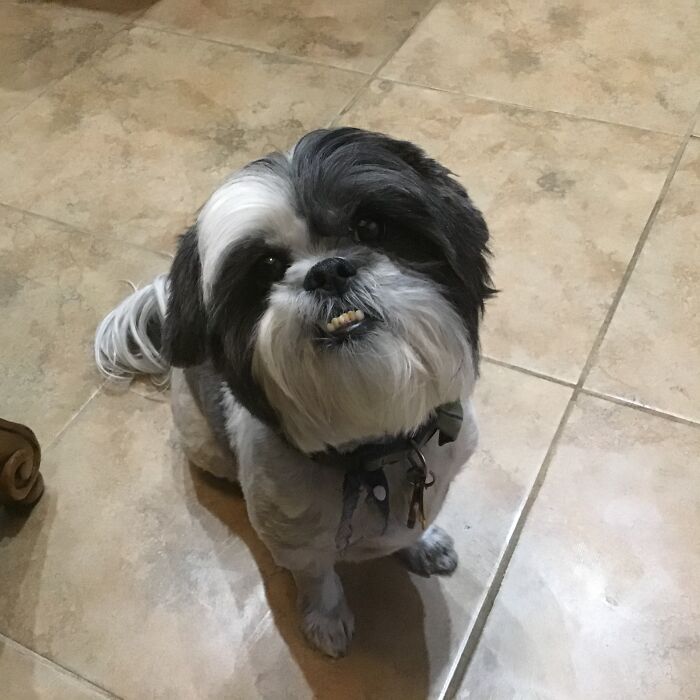 Hey Pandas, What Is Your Pet’s Weirdest Or Cutest Habit? (Closed) Hey Pandas, What Is Your Pet’s Weirdest Or Cutest Habit? (Closed)