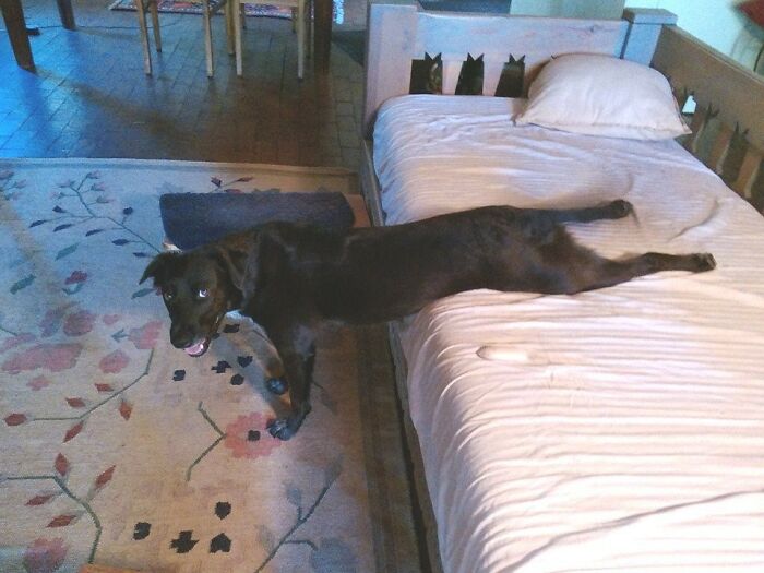 Hey Pandas, What Is Your Pet’s Weirdest Or Cutest Habit? (Closed) Hey Pandas, What Is Your Pet’s Weirdest Or Cutest Habit? (Closed)