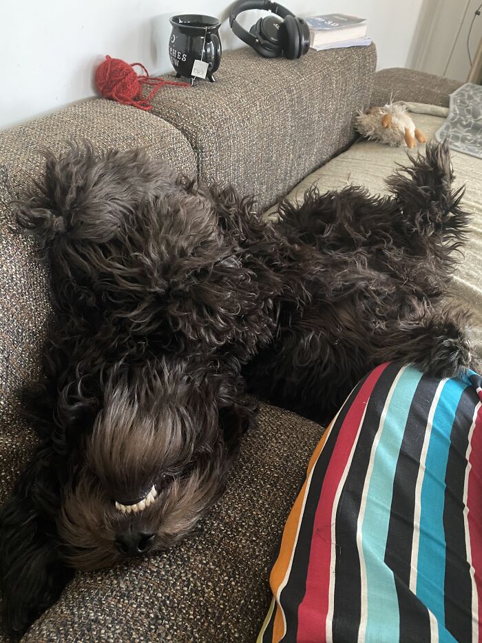 Hey Pandas, What Is Your Pet’s Weirdest Or Cutest Habit? (Closed) Hey Pandas, What Is Your Pet’s Weirdest Or Cutest Habit? (Closed)