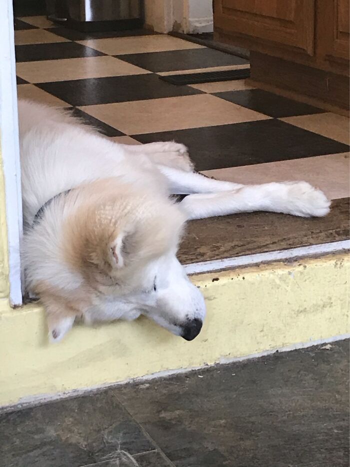 Hey Pandas, What Is Your Pet’s Weirdest Or Cutest Habit? (Closed) Hey Pandas, What Is Your Pet’s Weirdest Or Cutest Habit? (Closed)